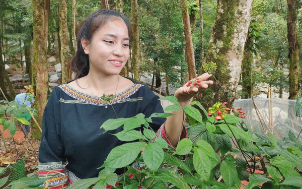 'Quốc bảo' sâm Ngọc Linh có trồng được ở Gia Lai?