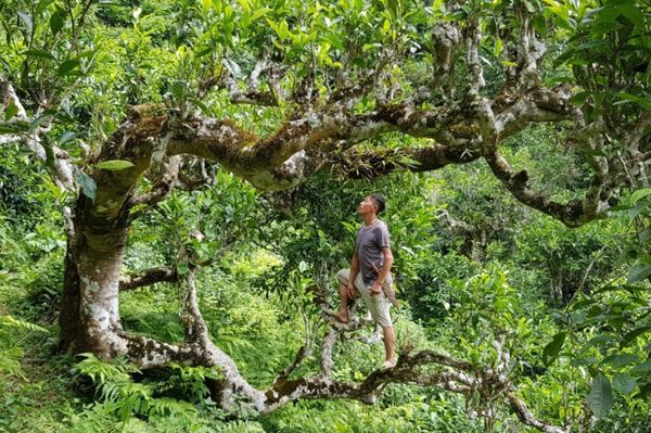 Quy tụ doanh nghiệp, hộ gia đình sản xuất, chế biến chè Shan tuyết vùng cao vào một ‘sân’