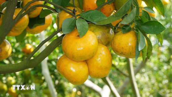 Quýt hồng Đồng Tháp - từ vườn cây đến sản phẩm du lịch nông nghiệp