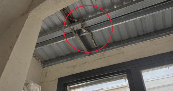 Rắn có leo lên mái nhà được không?