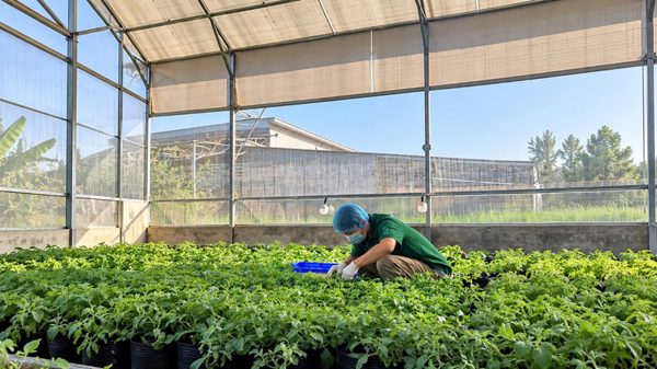 RASA tạo dấu ấn với rau kim cương tự trồng tại farm