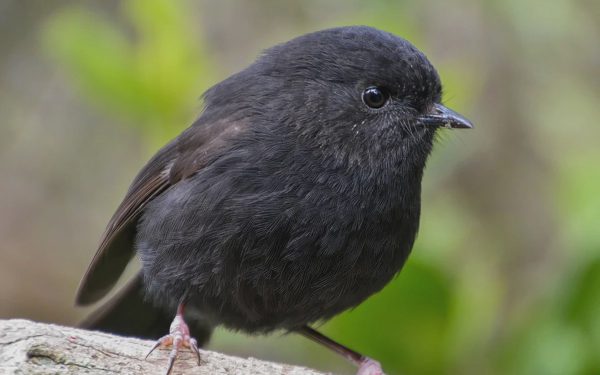 Robin đen được người dân New Zealand bình chọn 'chú chim của năm'