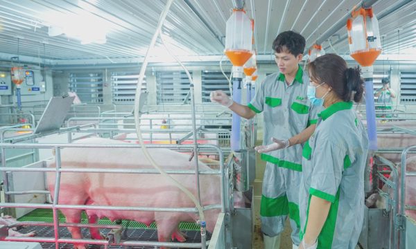 Robot 'chăn' heo, lưới nổi giúp tôm vượt lũ