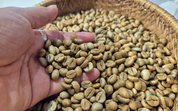 Robusta trong tuần: Giá nội địa quanh 92.500 đồng/kg, nông dân giữ cà phê như tài sản