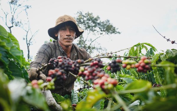 Robusta tuần qua: Sản lượng Robusta Brazil giảm 6,6%