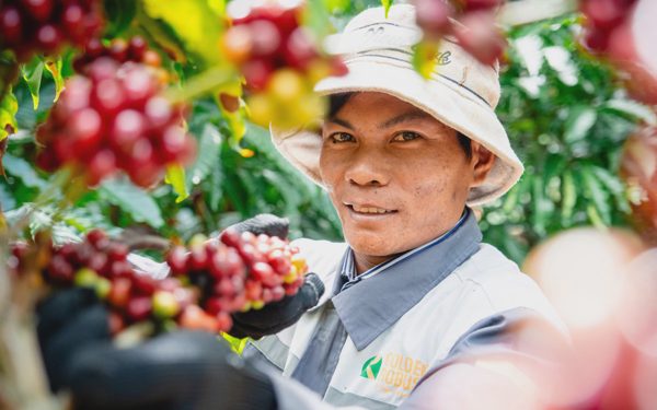 Robusta Việt cần 'hộ chiếu' dữ liệu để chinh phục thị trường quốc tế
