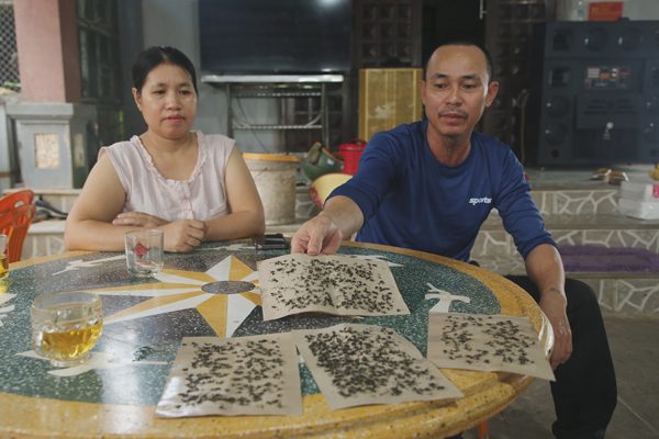 Ruồi 'tấn công' khu dân cư