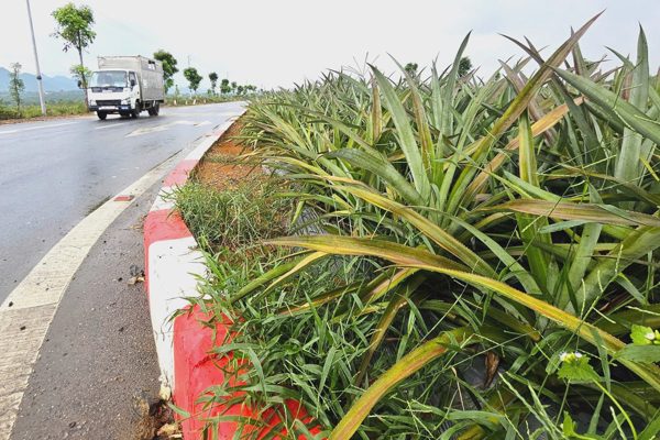 Ruộng dứa trên đại lộ nghìn tỷ: Trồng dứa ở dải phân cách đúng hay sai?