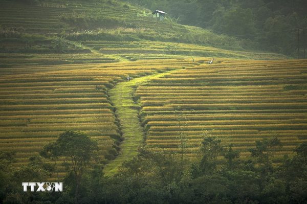 Sắc vàng ruộng bậc thang Miền Đồi tại Phú Thọ níu chân du khách