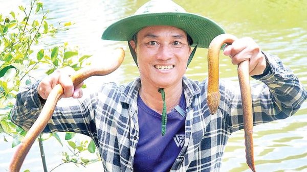 Săn “lịch cụ” ở miệt rừng ngập mặn Cà Mau