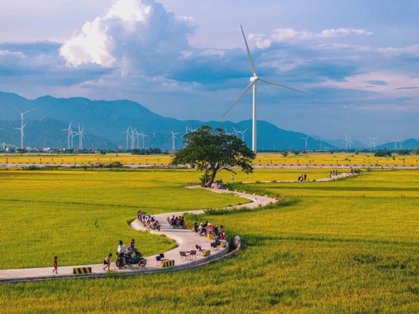 Săn mùa vàng ở cánh đồng điện gió Phan Rang