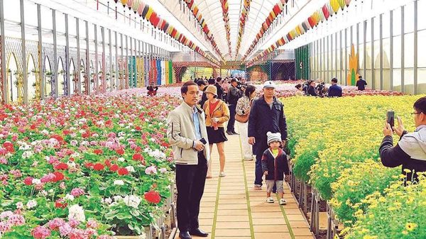 Sẵn sàng cho mùa hội hoa
