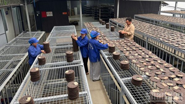 Sản xuất nông, lâm nghiệp và thủy sản quý III và 9 tháng năm 2026 đạt kết quả tích cực