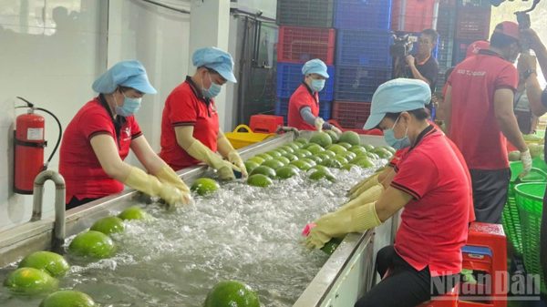 Sản xuất nông, lâm nghiệp và thủy sản tháng 8/2026 và 8 tháng qua duy trì ổn định