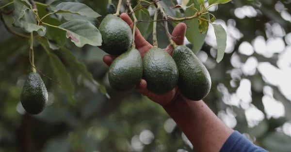 Sập bẫy lừa đảo vì tin lời mời mua bơ, đào giá rẻ ở Nhật Bản