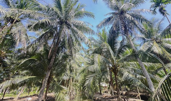 Sát hại vợ rồi trốn trên ngọn dừa