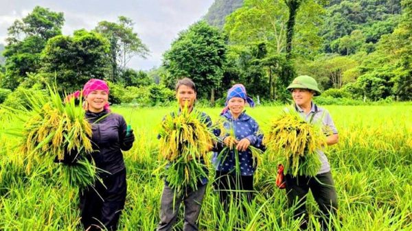 Sau 20 năm, đồng bào Bru-Vân Kiều ở bản Đoòng mới được gặt lúa nước