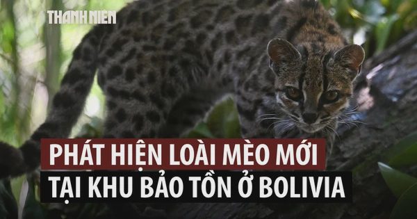 Sau hơn 100 năm mới phát hiện loài mèo hoang mới