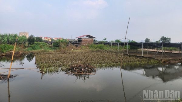 Sau ngập, người trồng hoa Tây Tựu lo vụ Tết