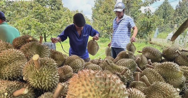 Sầu riêng bứt tốc, xuất khẩu rau quả chinh phục kỷ lục mới