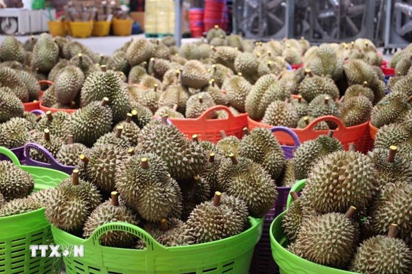 Sầu riêng Đắk Lắk: Kỳ vọng giá trị xuất khẩu niên vụ 2026 vượt mốc 1 tỷ USD