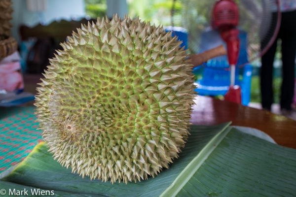 Sầu riêng đắt nhất thế giới 1,2 tỷ đồng/quả có gì đặc biệt?