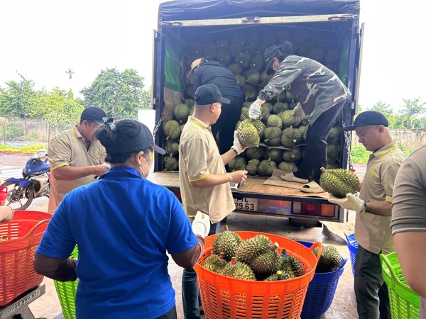 Sầu riêng gần 100.000 đồng/kg, vì sao nhiều nhà vườn vẫn khó hưởng lợi?