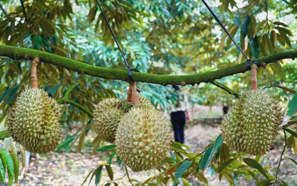 Sầu riêng nghịch vụ được giá, nhà vườn vẫn thấp thỏm lo rụng trái