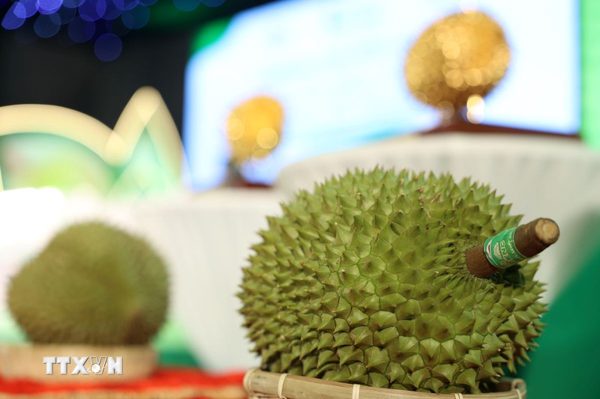 Sầu riêng Việt Nam: Từ “trái ngọt” xuất khẩu đến bài toán nâng tầm chuỗi giá trị