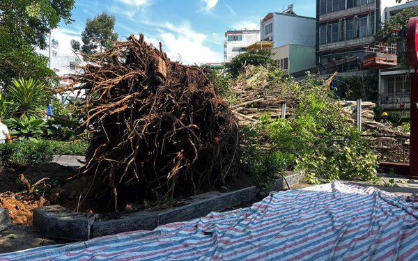 Sau vụ cây ngã chắn ngang đường Đinh Tiên Hoàng, TP.HCM nêu rõ tiêu chí đốn hạ cây