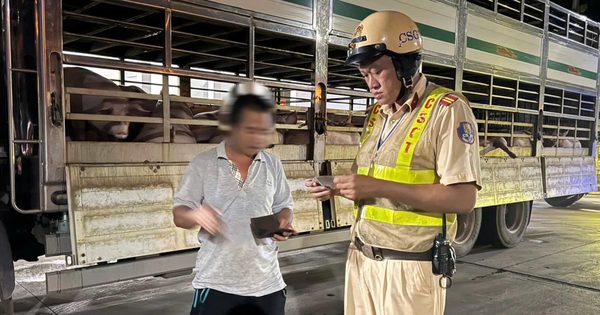 Sau vụ thịt heo chứa chất cấm, TP.HCM kiểm soát nguồn thịt vào chợ ra sao?