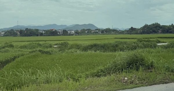 Sẽ quy định rõ tiêu chí 'đất bỏ hoang' để làm căn cứ đánh thuế cao