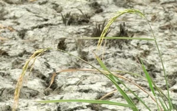 Siêu El Nino có thể làm đảo lộn đời sống Đông Nam Á