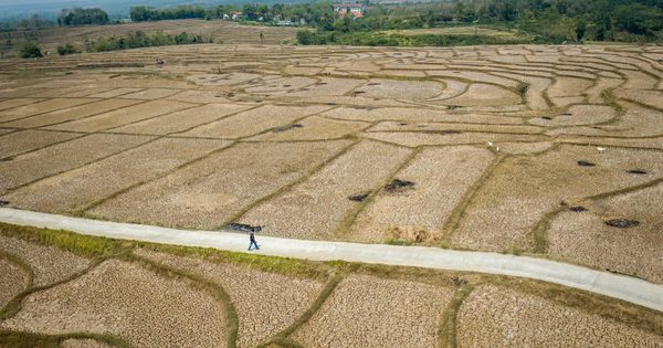 Siêu El Nino và phép thử ứng phó toàn cầu
