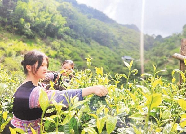 Sinh kế bền vững cho đồng bào vùng cao