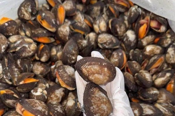 Sò huyết hay thịt bò giàu sắt và bổ máu hơn?