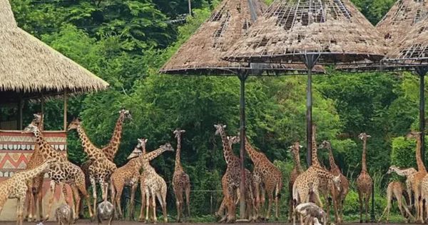 Sở Tài chính Hà Nội nói về dự án Safari Ba Vì