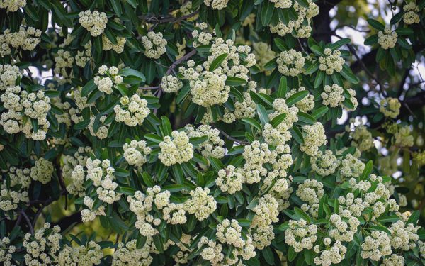 Sở Xây dựng Hà Nội: Không di chuyển, thay thế cây hoa sữa đồng loạt, thiếu căn cứ