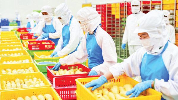 Sớm xây dựng Đề án cải cách chính sách tiền lương và bảo hiểm xã hội