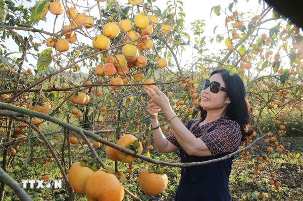 Sơn La: Mộc Châu vào mùa hồng chín, sắc vàng níu chân du khách