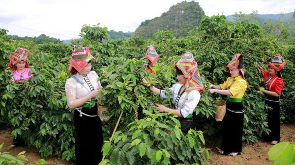 Sơn La nâng vị thế nông sản chủ lực