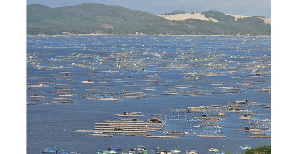 Sống chung với thiên tai: Gia cố 'thủ phủ' tôm hùm