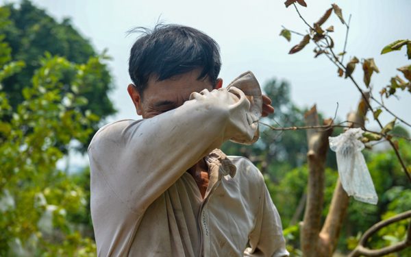 Sông Pheo chậm thoát nước ra sông Nhuệ, dân làng hoa Tây Tựu chua xót nhìn hoa chết
