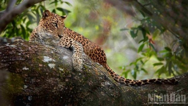 Sri Lanka, điểm hẹn du lịch hoang dã mới của du khách Việt