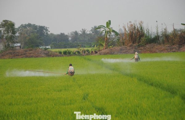 Sử dụng thuốc bảo vệ thực vật hóa học đang chiếm ‘áp đảo’