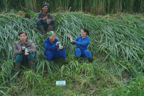 Sữa tươi Kun và câu chuyện sinh kế của nhà nông trên những cánh đồng