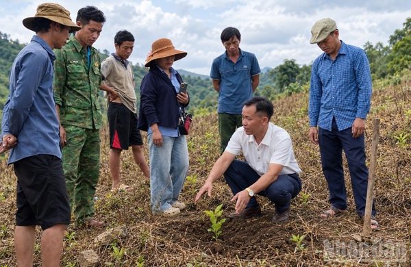 Sùng A Dia - "người thầy" trên nương cà-phê