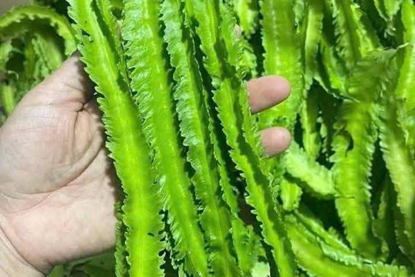 Tác dụng của loại đậu được ví như 'rồng xanh' trong vườn