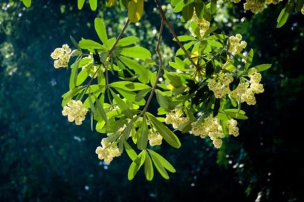Tác giả tình khúc nổi tiếng về hoa sữa Hà Nội chưa từng ngửi hoa