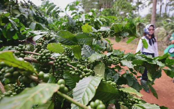 Tại sao giá cà phê liên tục giảm sau khi lên 96.000 đồng/kg?